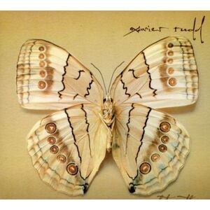 Xavier Rudd - White Moth  CD